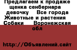 Предлагаем к продаже щенка сенбернара - девочку. - Все города Животные и растения » Собаки   . Воронежская обл.